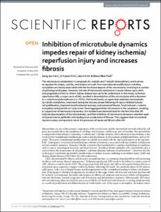 Inhibition of microtubule dynamics impedes repair of kidney ischemia/reperfusion injury and increases fibrosis