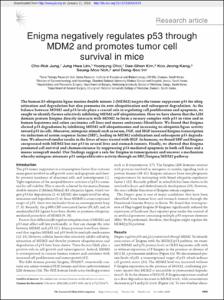 Enigma negatively regulates p53 through MDM2 and promotes tumor cell survival in mice